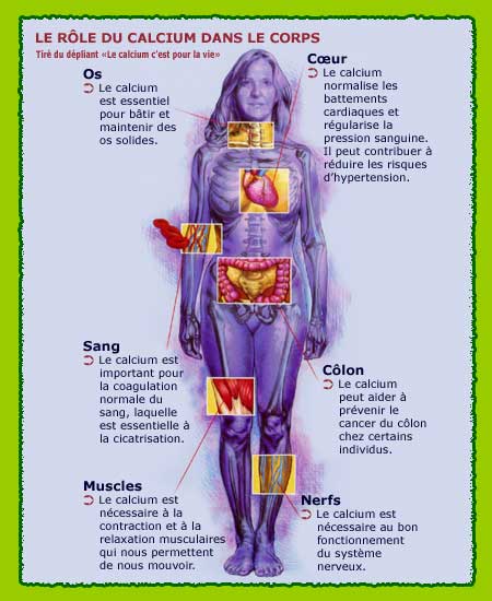 Le rôle du calcium dans le corps