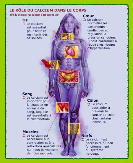 Le rôle du calcium dans le corps