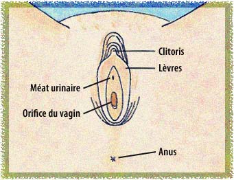 Schéma des organes génitaux externes de la femme