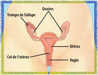Schéma des organes génitaux internes de la femme