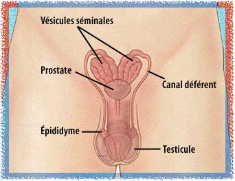 Schéma des organes génitaux masculins